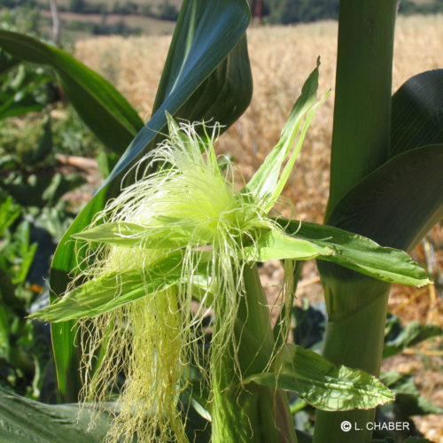 Maïs doux - Zea mays - 10 ml