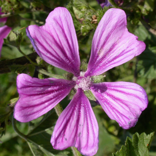 Mauve - Malva sylvestris - 10 ml
