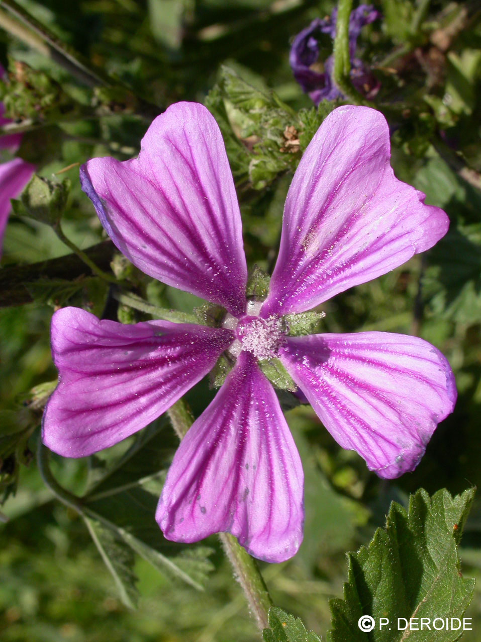 Mauve - Malva sylvestris - 10 ml 2 Mauve - Malva sylvestris - 10 ml