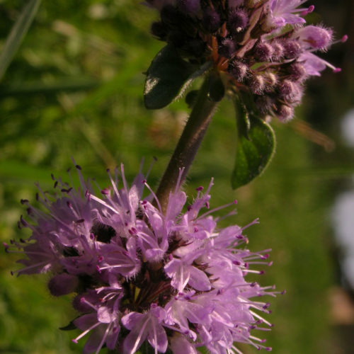 Menthe pouliot - Mentha pulegium - 10 ml