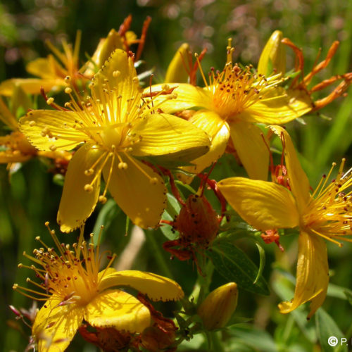 Millepertuis - Hypericum perforatum - 10 ml