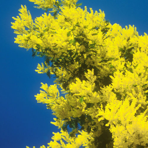 Mimosa - Acacia dealbata - 10 ml