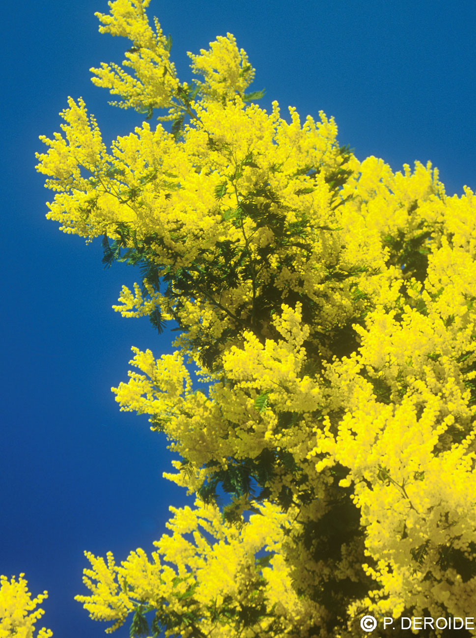 Mimosa - Acacia dealbata - 10 ml 2 Mimosa - Acacia dealbata - 10 ml