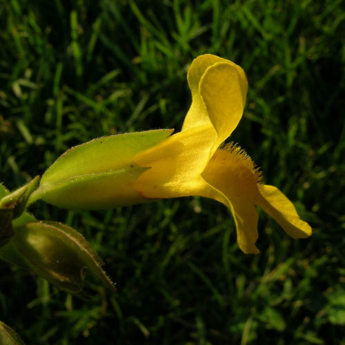 Mimulus jaune - Mimulus - No 20 (10ml)