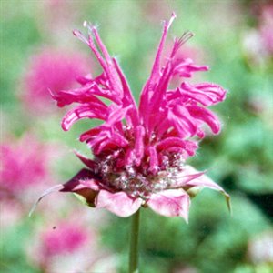 MONARDE (monarda didyma) BIO, lamiacées - en 2ml, 5ml, 10ml