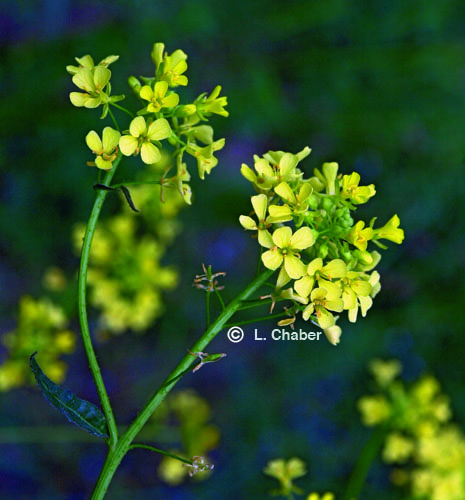 Moutarde - Mustard - No 21 (30ml)