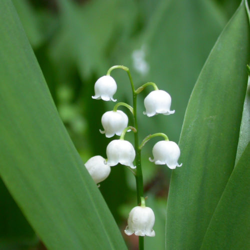 Muguet - Convallaria majalis - 10 ml
