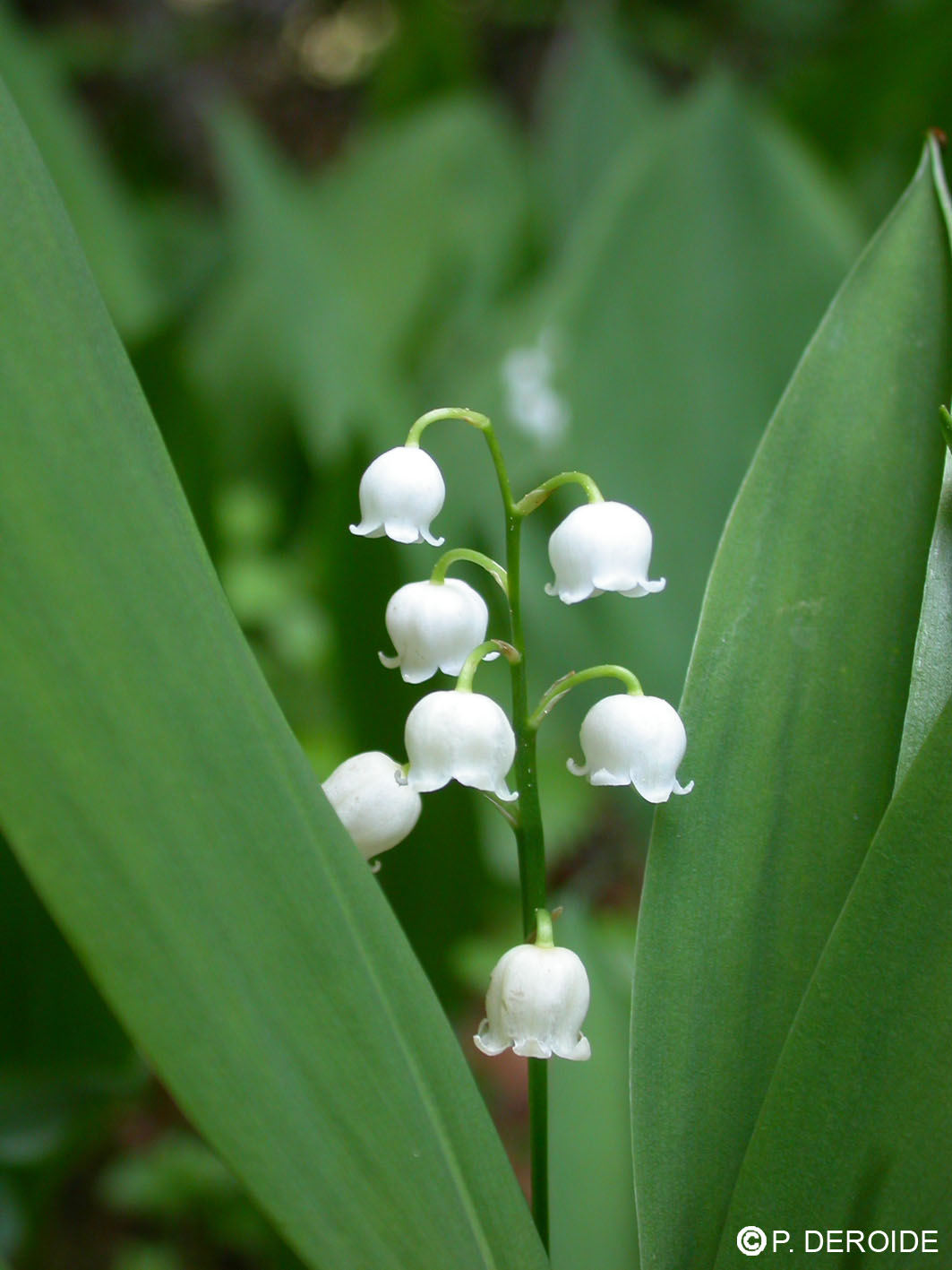 Muguet - Convallaria majalis - 10 ml 2 Muguet - Convallaria majalis - 10 ml