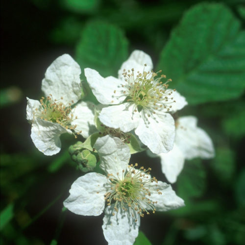 Mûre sauvage - Rubus fructicosus - 10 ml