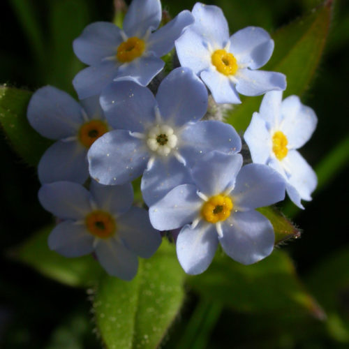 Myosotis - Myosotis sylvatica - 10 ml