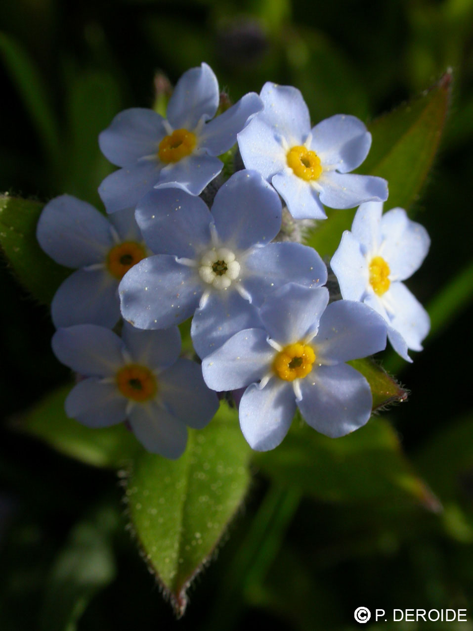 Myosotis - Myosotis sylvatica - 10 ml 2 Myosotis - Myosotis sylvatica - 10 ml