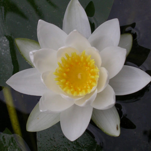 Nénuphar blanc - Nymphaea alba - 10 ml