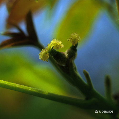 Noyer - Walnut - No 33 (10ml)