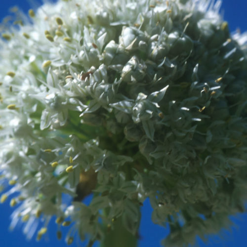 Oignon - Allium cepa - 10 ml