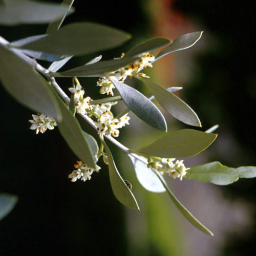 Olivier - Olive - No 23 (30ml)