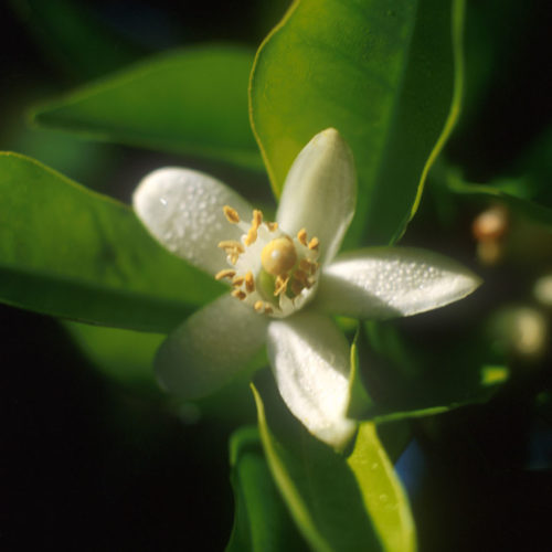 Oranger - Citrus sinensis - 10 ml