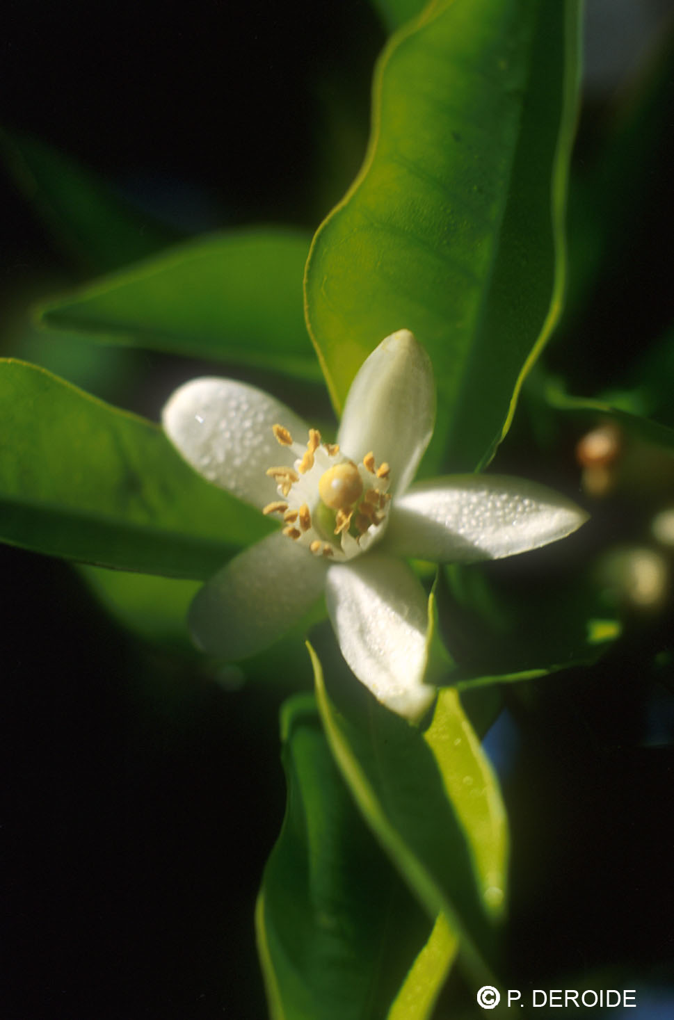 Oranger - Citrus sinensis - 10 ml 2 Oranger - Citrus sinensis - 10 ml