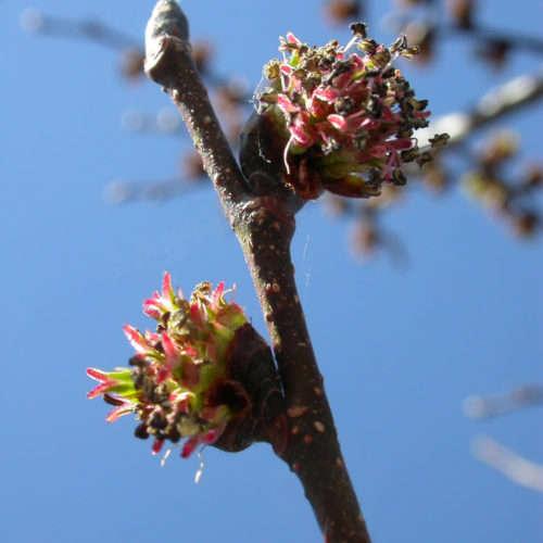 Orme - Elm -No 11 (30ml)