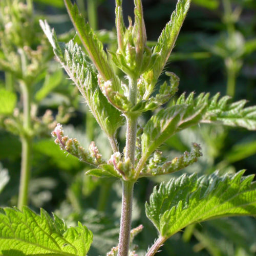 Ortie - Urtica dioica - 10 ml