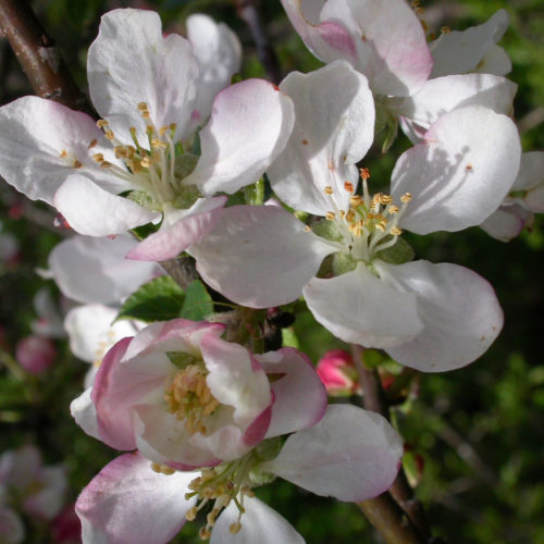 Pommier sauvage - Crab apple  - No 10 (10ml)