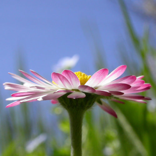 Pâquerette - Bellis perennis - 10 ml
