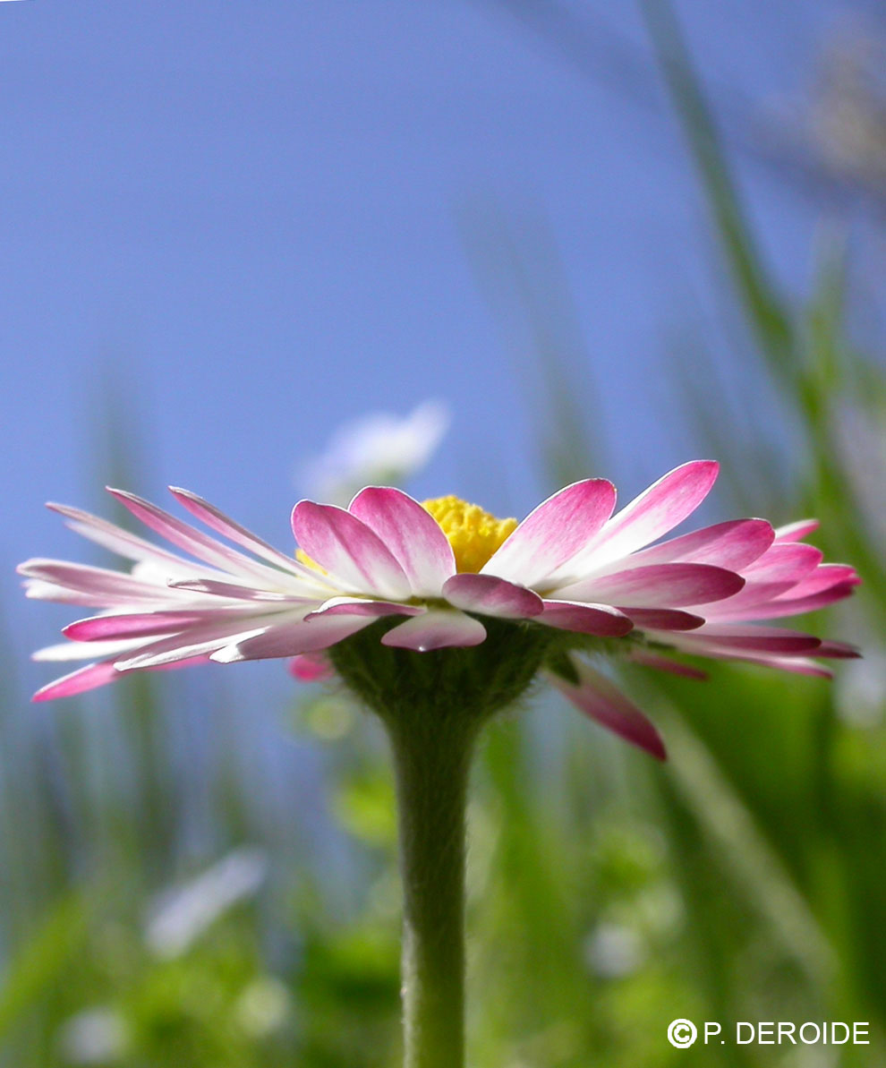 Pâquerette - Bellis perennis - 10 ml 2 Pâquerette - Bellis perennis - 10 ml