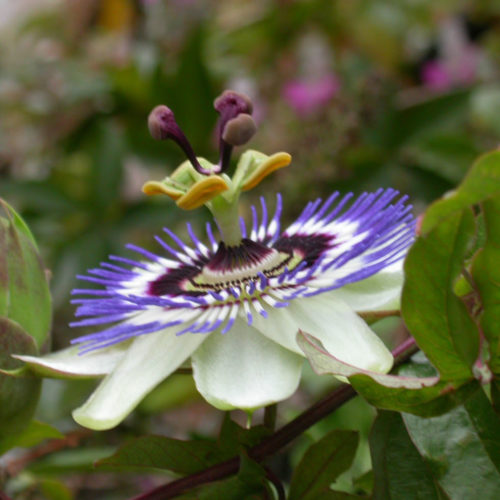 Passiflore - Passiflora sp. - 10 ml