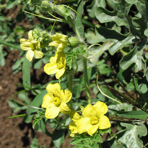 Pastèque - Citrullus vulgaris - 10 ml