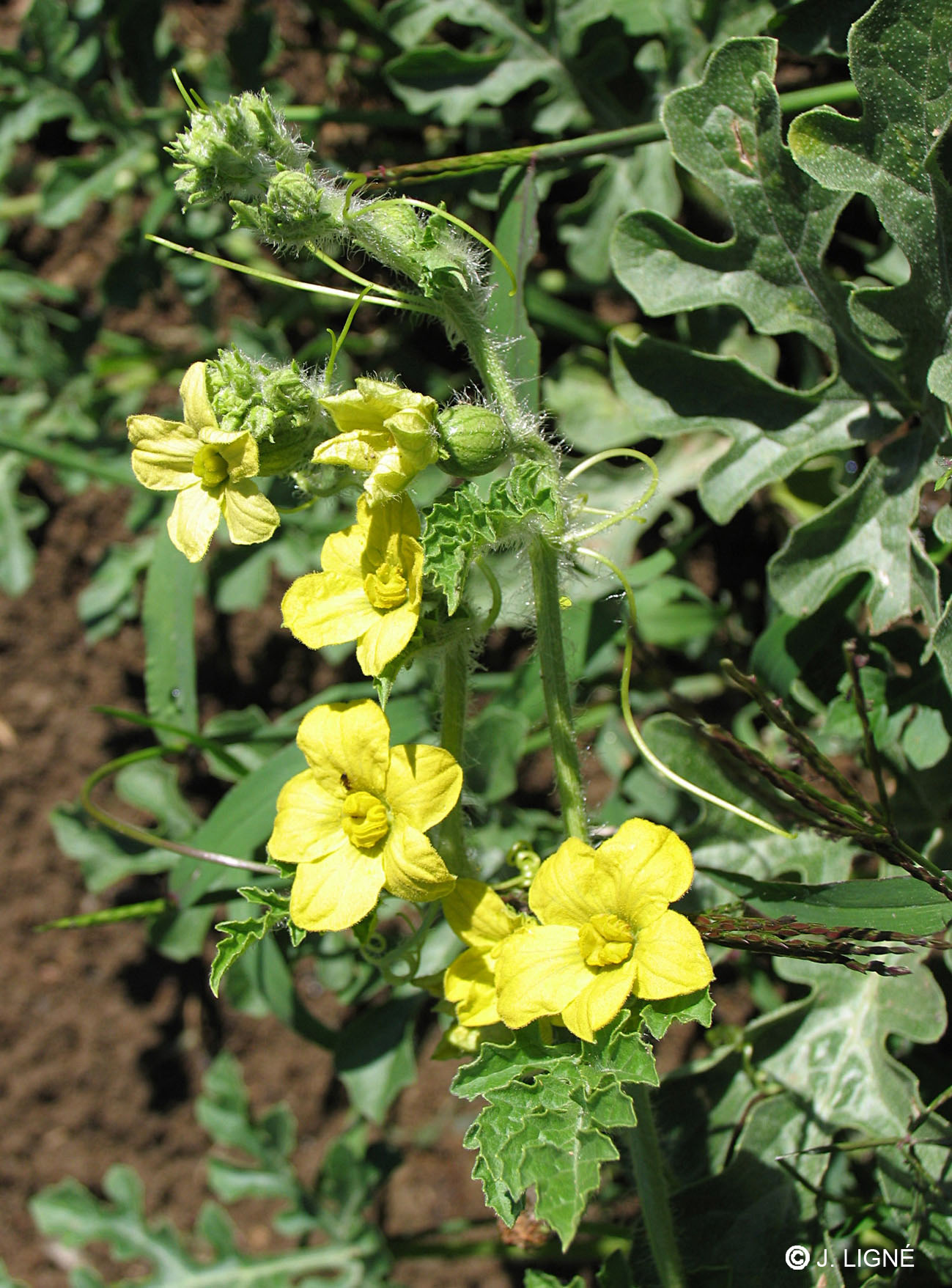 Pastèque - Citrullus vulgaris - 10 ml 2 Pastèque - Citrullus vulgaris - 10 ml