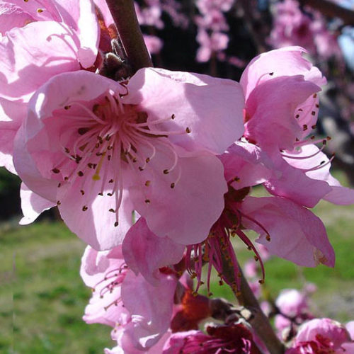 Pêcher - Prunus persica - 10 ml