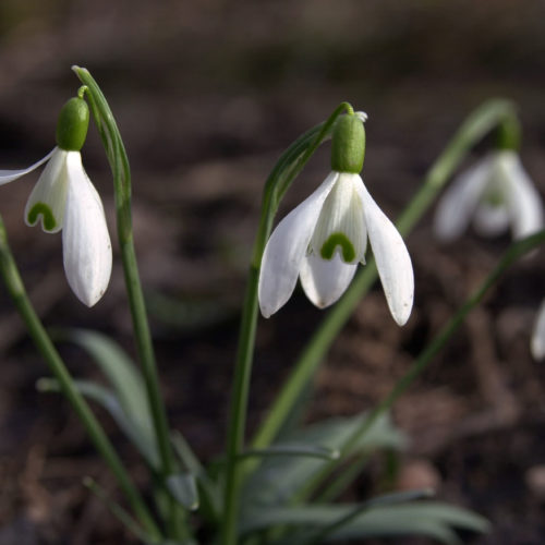 Perce neige - Galanthus nivalis - 10 ml