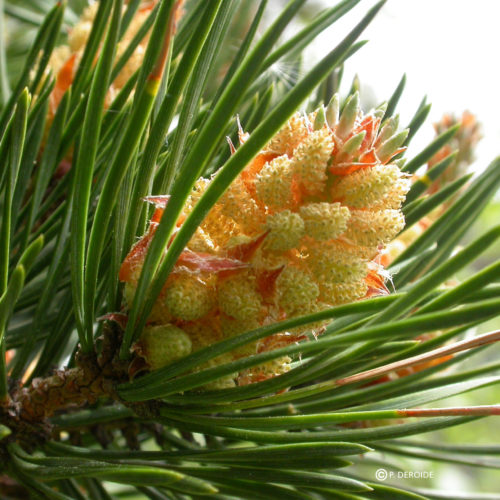 Pin sylvestre - Pine - No 24 (30ml)