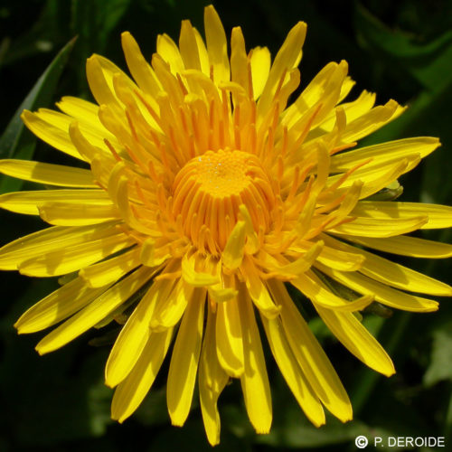 Pissenlit - Taraxacum officinalis - 10 ml