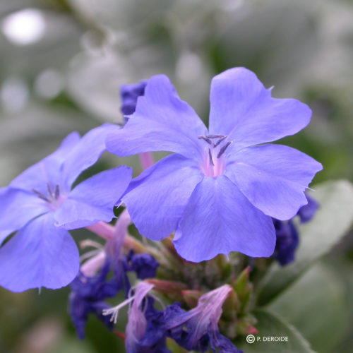 Plumbago - Cerato - No 5 (30ml)