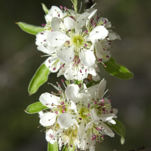 Poirier - Pyrus communis - 10 ml