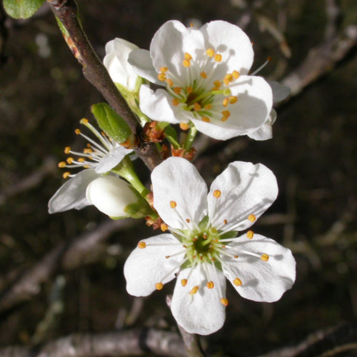 Prunus -Cherry plum - No 6 (10ml)