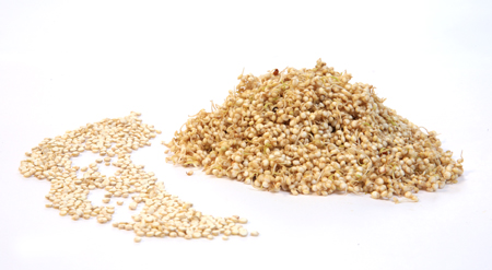 QUINOA - Chenopodium quinoa - 30ml