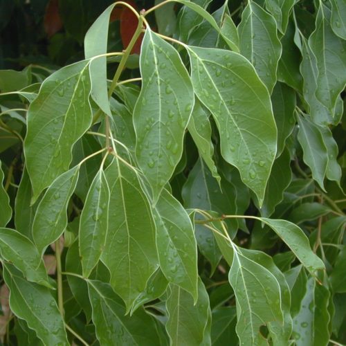 RAVENSARE AROMATIQUE AGATOPHYLLE (agatophyllum aromatica)   BIO EQU, lauracées - en 10ml, 15ml, 30ml