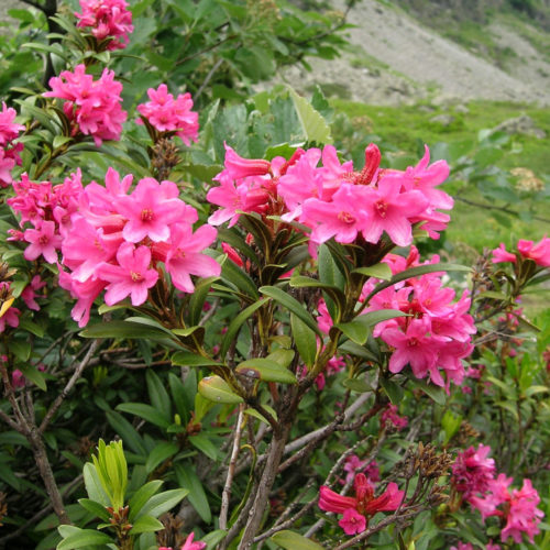 Rhododendron - Rhododendron ferrugineum - 10 ml