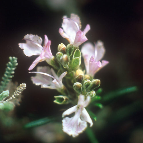 Romarin - Rosmarinus officinalis - 10 ml