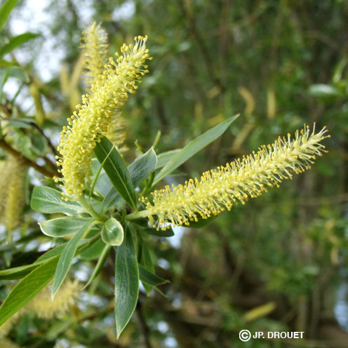 Saule - Willow - No 38 (30ml)