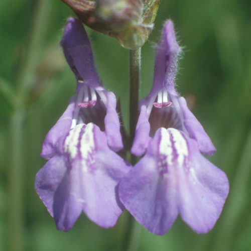 Sauge - Salvia officinalis - 10 ml