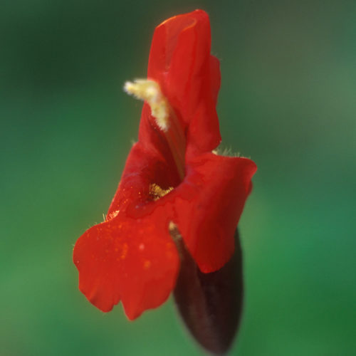 Mimulus écarlate - Scarlet Monkeyflower - 10 ml