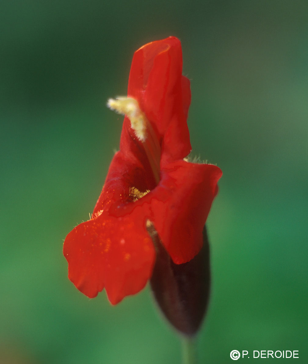 Mimulus écarlate - Scarlet Monkeyflower - 10 ml 2 Mimulus écarlate - Scarlet Monkeyflower - 10 ml