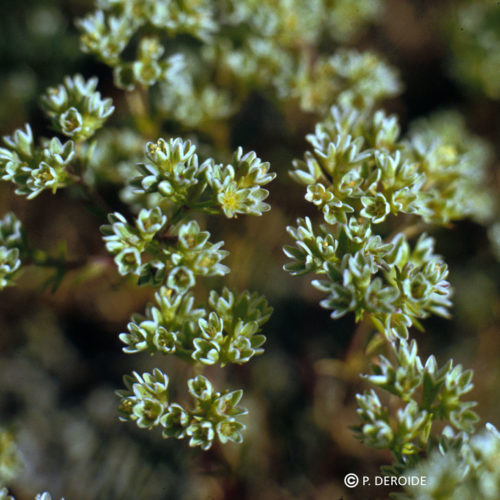 Scleranthus - No 28 (30ml)