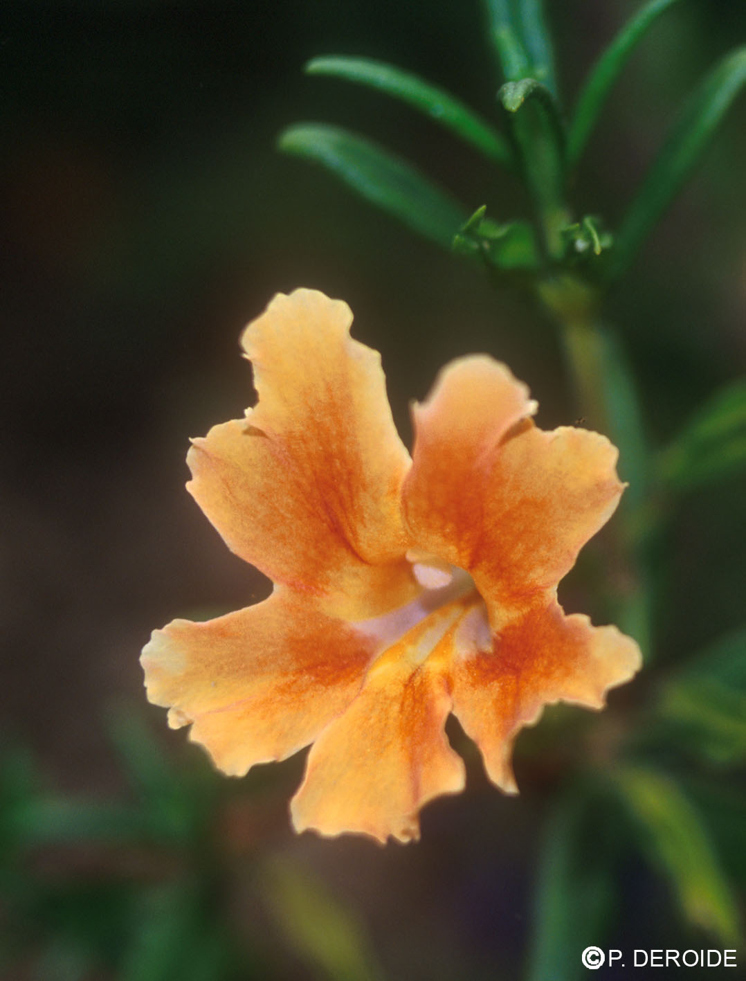 Mimulus orangé - Sticky Monkeyflower - 10 ml 2 Mimulus orangé - Sticky Monkeyflower - 10 ml