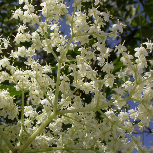 Sureau noir - Sambucus nigra - 10 ml