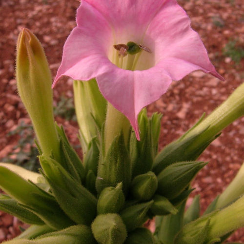 Tabacum - Nicotiana tabacum - 10 ml