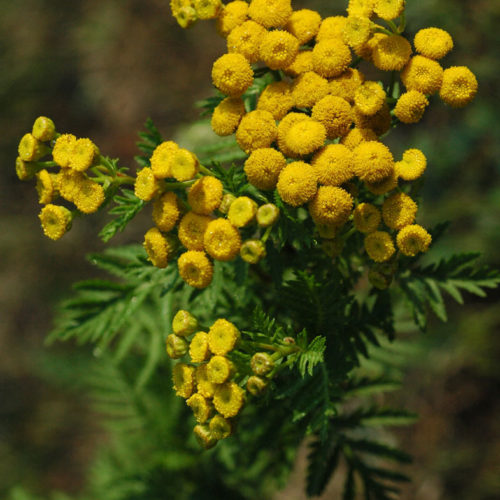 Tanaisie - Tanacetum vulgare - 10 ml