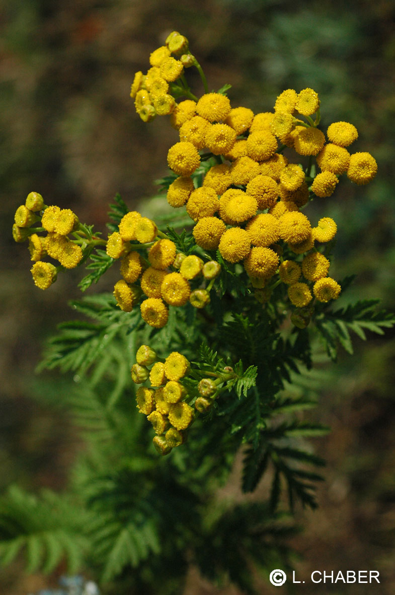 Tanaisie - Tanacetum vulgare - 10 ml 2 Tanaisie - Tanacetum vulgare - 10 ml